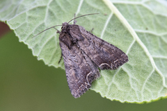 Brunt lundfly (Lacanobia suasa)