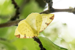 Sitronmåler (Opisthograptis luteolata)