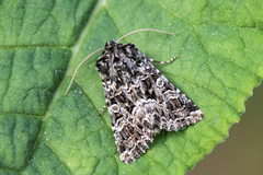 Brunt nellikfly (Hadena perplexa)