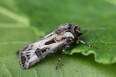 Fagerjordfly (Agrotis vestigialis)