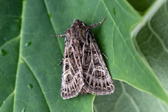 Hvitribbet åkerfly (Tholera decimalis)