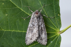 Mørkt skogfly (Eurois occulta)