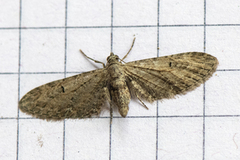 Malurtdvergmåler (Eupithecia innotata)