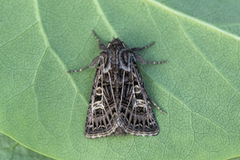 Hvitribbet åkerfly (Tholera decimalis)