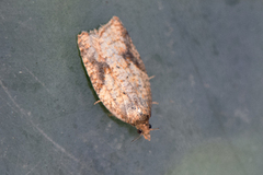 Mjødurtflatvikler (Acleris aspersana)