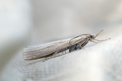 Okernebbmott (Agriphila tristella)