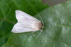 Halmgult gressfly (Mythimna pallens)