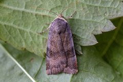 Fiolett båndfly (Noctua janthe)