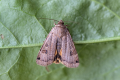 Plettbåndfly (Noctua orbona)