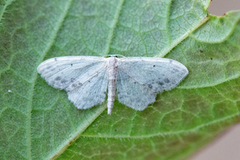 Flekkengmåler (Idaea dimidiata)