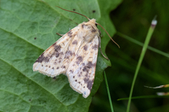 Blekt gulfly (Xanthia icteritia)