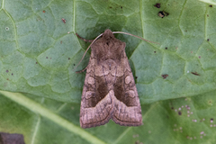 Brunt stengelfly (Hydraecia micacea)