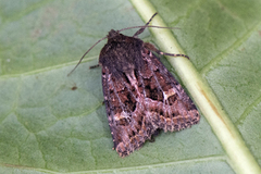 Svart sumpfly (Celaena haworthii)