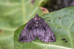 Seljebuskmåler (Hydriomena furcata)