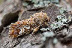 Furufly (Panolis flammea)