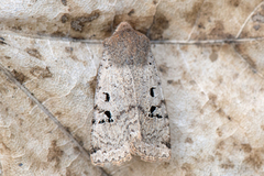 Flekkflatfly (Conistra rubiginosa)