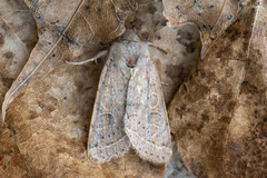 Tverrlinjet seljefly (Orthosia cerasi)