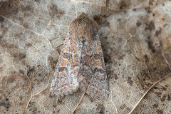 Gult seljefly (Orthosia miniosa)