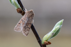 Gult seljefly (Orthosia miniosa)