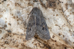 Plettseljefly (Orthosia populeti)