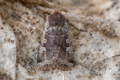 Rødlig flatfly (Conistra erythrocephala)