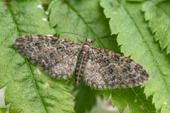 Vårdvergmåler (Eupithecia abbreviata)