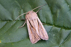 Kommagressfly (Leucania comma)