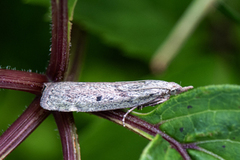 Humlebolsmalmott (Vitula serratilineella)