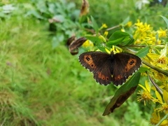 Fløyelsringvinge (Erebia ligea)