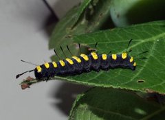 Orekveldfly (Acronicta alni)