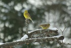 Gulspurv (Emberiza citrinella)