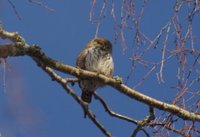 Spurveugle (Glaucidium passerinum)