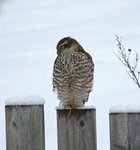 Spurvehauk (Accipiter nisus)