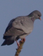 Skogdue (Columba oenas)