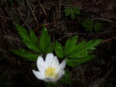 Hvitveis (Anemone nemorosa)