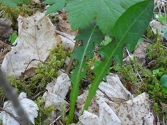 Løvetannslekta (Taraxacum)