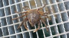 Mandolinpyntekrabbe (Hyas araneus)