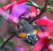 Dagsvermer (Macroglossum stellatarum)