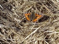 Neslesommerfugl (Aglais urticae)