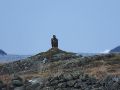 Havørn (Haliaeetus albicilla)