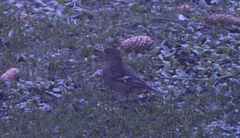 Bokfink (Fringilla coelebs)