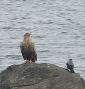 Havørn (Haliaeetus albicilla)