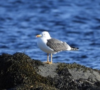 Sildemåke (Larus fuscus)