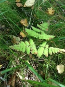 Fugletelg (Gymnocarpium dryopteris)