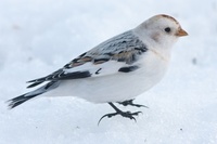 Snøspurv (Plectrophenax nivalis)