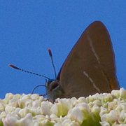 Almestjertvinge (Satyrium w-album)