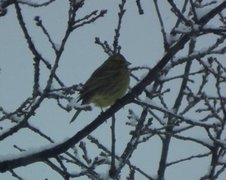 Gulspurv (Emberiza citrinella)