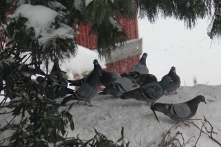 Bydue (Columba livia domestica)