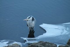 Gråhegre (Ardea cinerea)