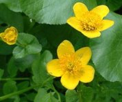 Bekkeblom (Caltha palustris)